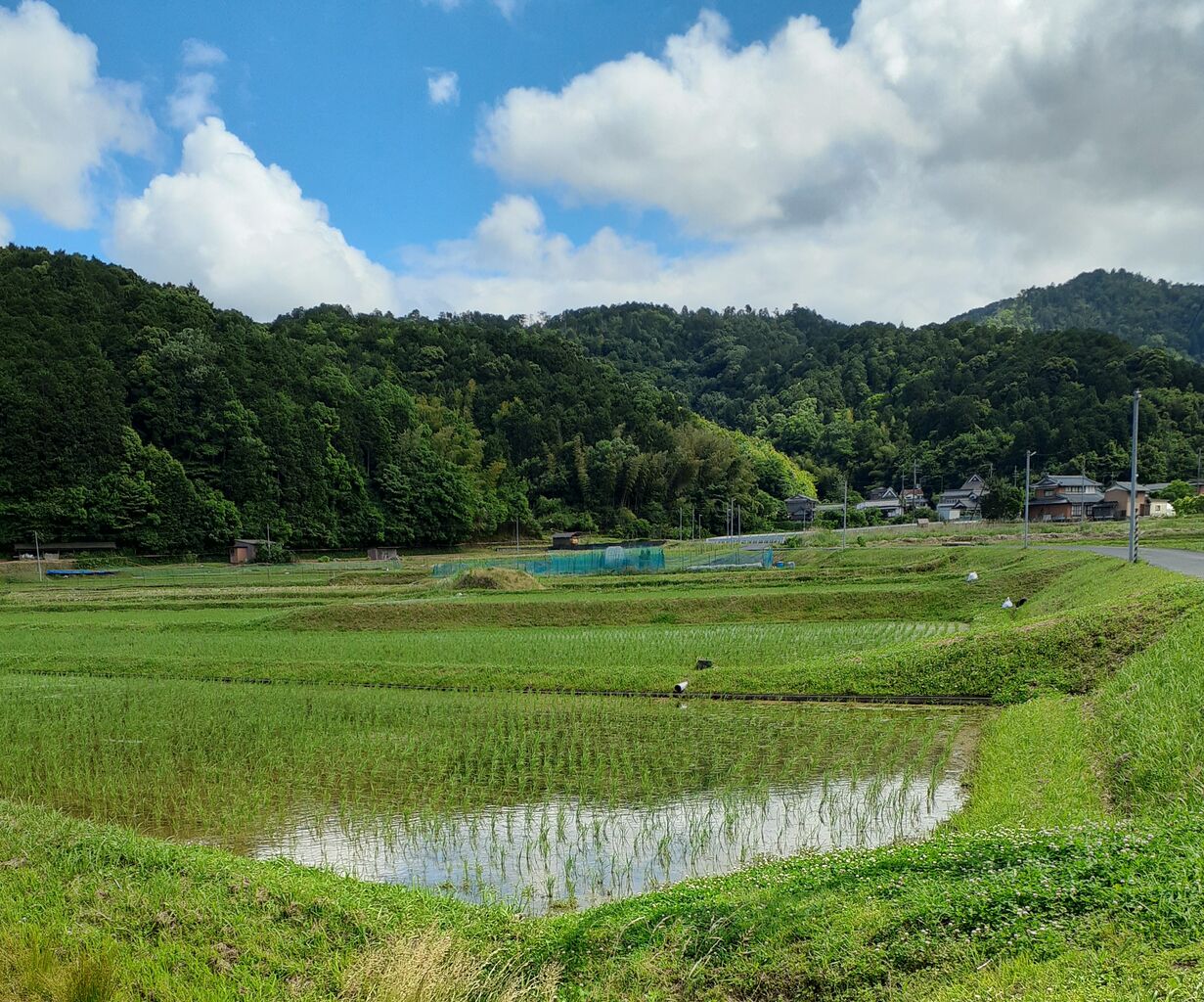 6月　朔日参り（布薩の日）