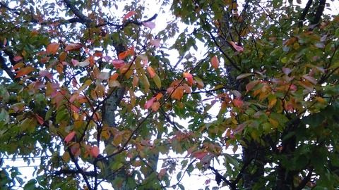 境内地の桜の木