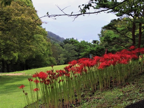 舞鶴自然公園彼岸花