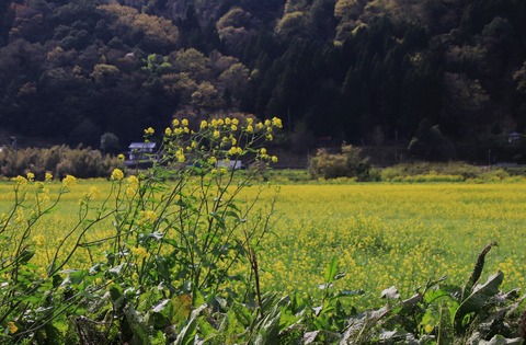 4月ブログ菜の花