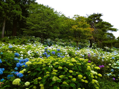 紫陽花6月ブログ