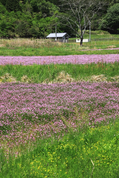 5月蓮華〇