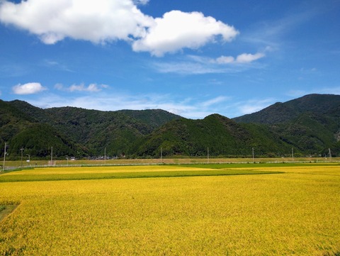 9月実りの田