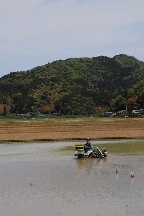 ブログ5月田植え左