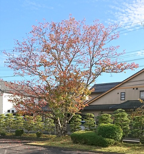 令和２年１１月朔日参り布薩の日