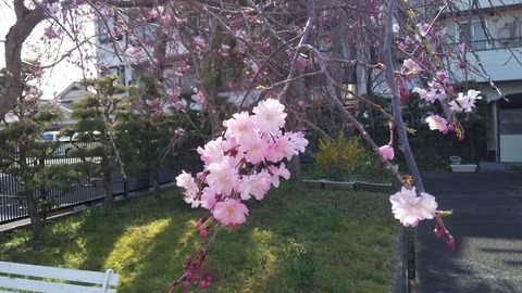 桜