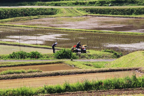 ブログ5月田植え池内