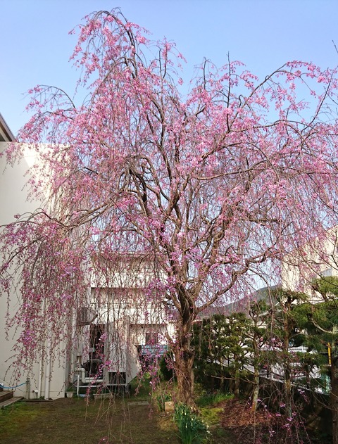 令和2年　4月朔日参り・布薩の日