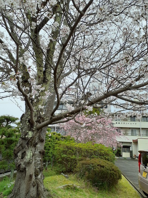 4月　朔日参り・布薩の日式典