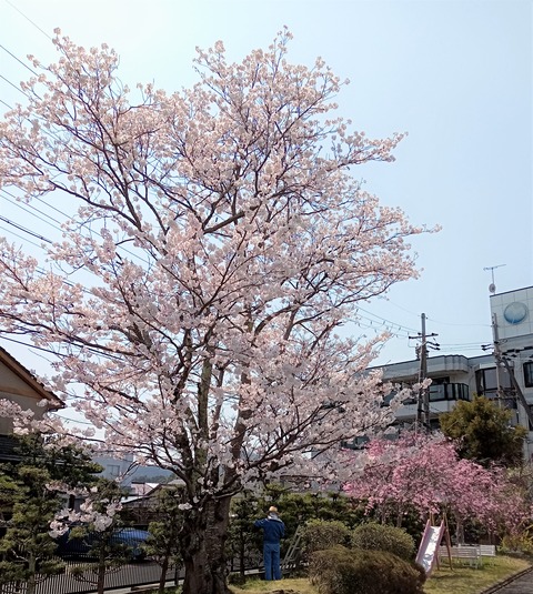 令和4年4月朔日参りと花まつり地域布教